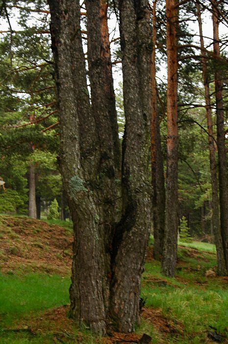 Cortinarius inexpectatus Brandrud